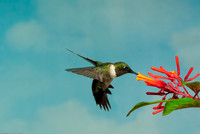 Ruby-throated Hummingbird 1