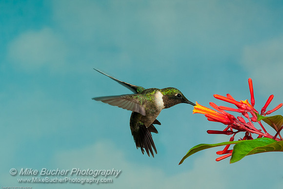 Ruby-throated Hummingbird 1