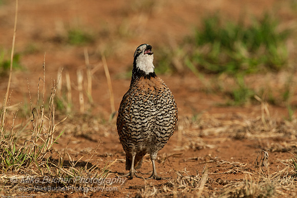 Bobwhite quail