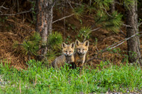 Fox Kits 120521-2662