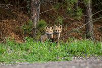 Fox Kits 120521-2662