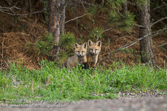 Fox Kits 120521-2662