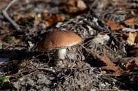 Wisconsin Northwoods 2023-09