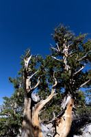 Great Basin NP 2025-07