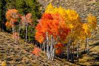 Cortez Fall Foliage 2018-10