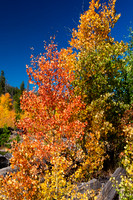 Laramie River Fall Color 2018-09