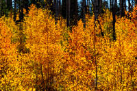 Wyoming Fall Color 2018-09