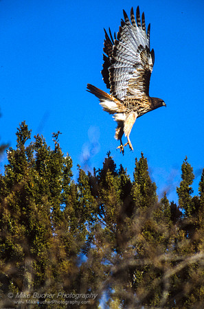 Redtail Hawk