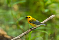 Prothonatary Warbler
