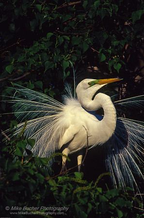Great Egret