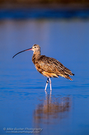Long-billed Curlew