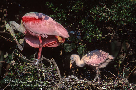 Roseate Spoonbill
