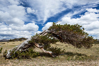 Bristlecone Pines 120902-2683