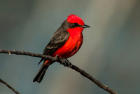 Vermilion Flycatcher 1
