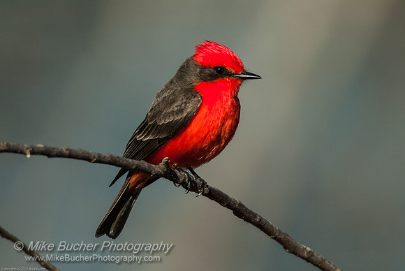 Vermilion Flycatcher 1