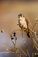 09 Birds