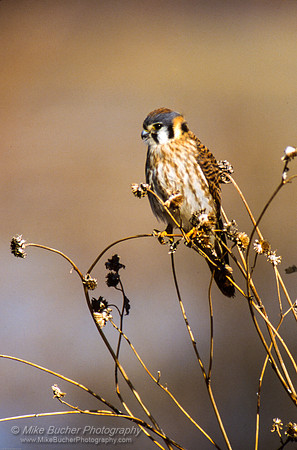 American Kestrel