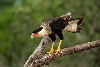 Crested Caracara