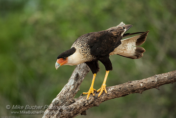 Crested Caracara