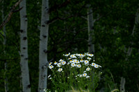 Crested Butte 110719-0099