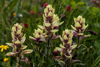 American Basin 130716-0083