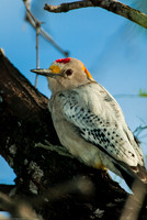 Albino Red-bellied Woodpecker