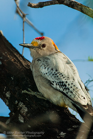 Albino Red-bellied Woodpecker