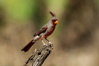 Pyrrhuloxia or Desert Cardinal (m)