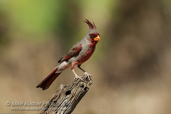 Pyrrhuloxia or Desert Cardinal (m)