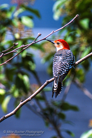 Red-bellied Woodpecker 3