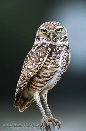 Burrowing Owl
