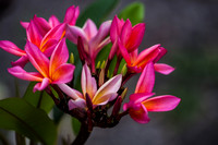 Hawaii - 2013-04-09 - 024