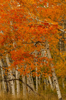 Buffalo Pass & Steamboat Springs 111008-1345