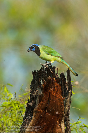 Green Jay