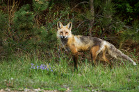 Fox Kits 120521-2659