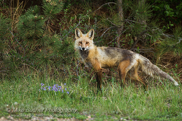 Fox Kits 120521-2659