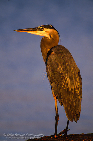 Great Blue Heron