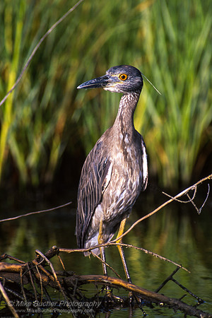 Yellow-crowned Night Heron 1