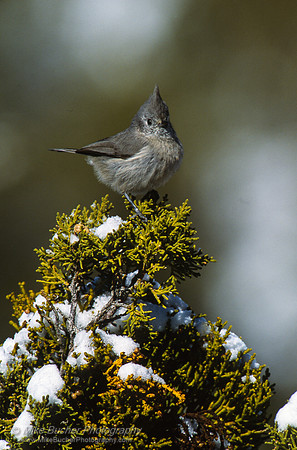 Tufted Titmouse
