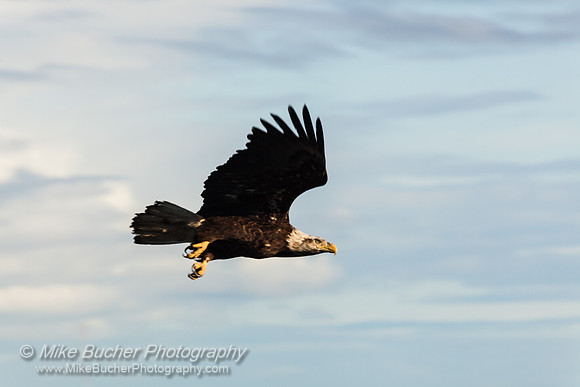 American Eagle