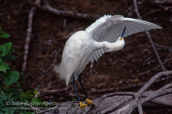 Snowy Egret