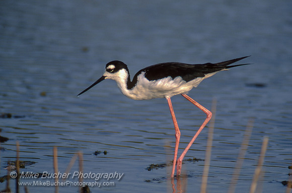 Black-necked Stilt