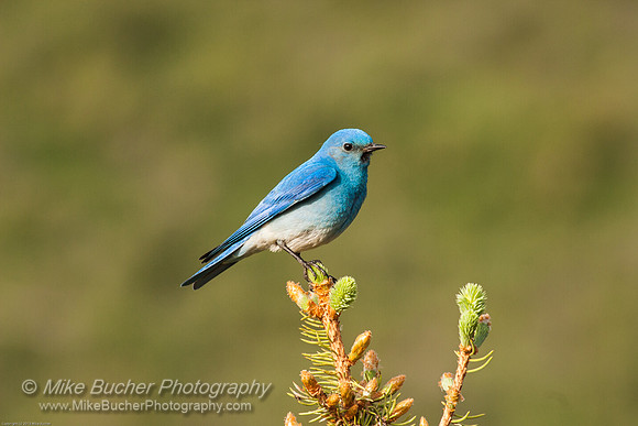 Mountain Bluebird