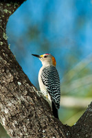 Red-bellied Woodpecker 1
