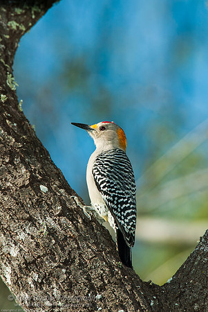 Red-bellied Woodpecker 1