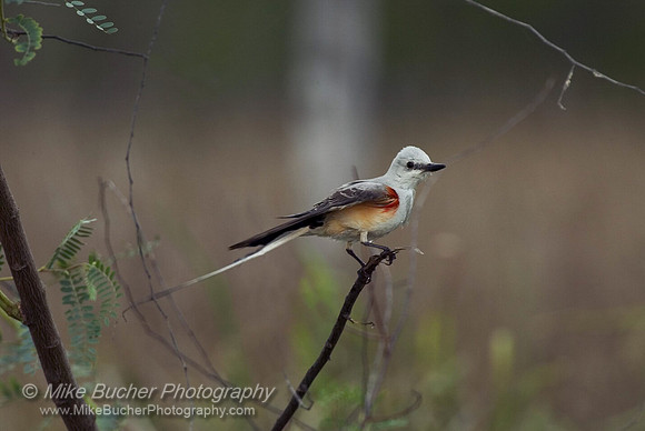 Scissor-tailed Flycatcher