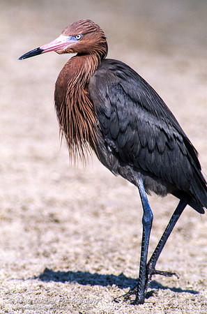 Reddish Egret