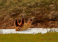 21 - Denali NP Grizzly Bear