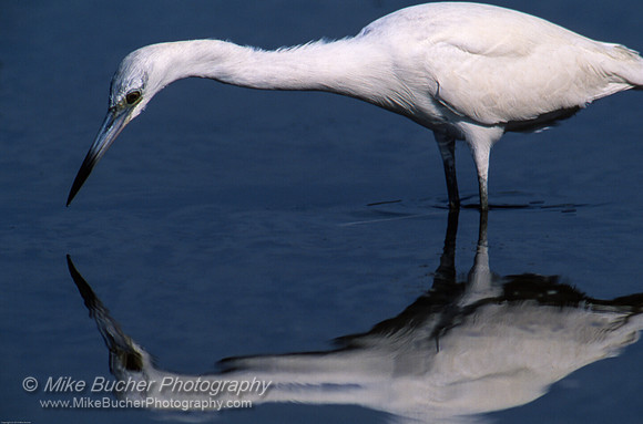 Little Egret
