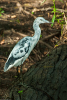 Little Blue Heron (juv)